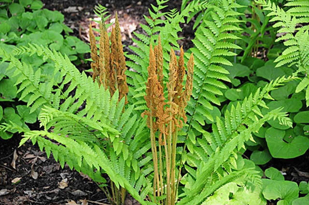 Cinnamon Fern Rhizomes - 6 Bare Root Plants - Osmundastrum cinnamomeum - Hardy Perennial for Shade Gardens