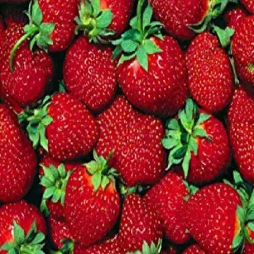 Everbearer Strawberry Plants - 10 Bare Root - Ft. Laramie Variety - Fragaria × ananassa