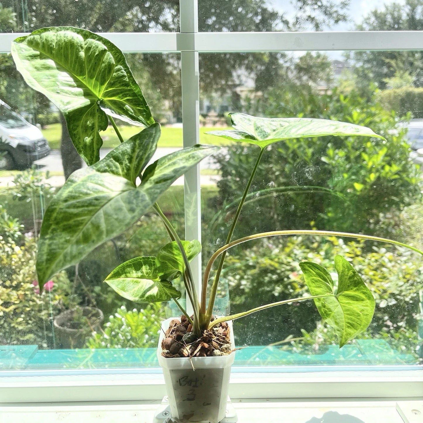 Syngonium Batik #3 Potted Plant - Rooted, Not Established - Syngonium podophyllum