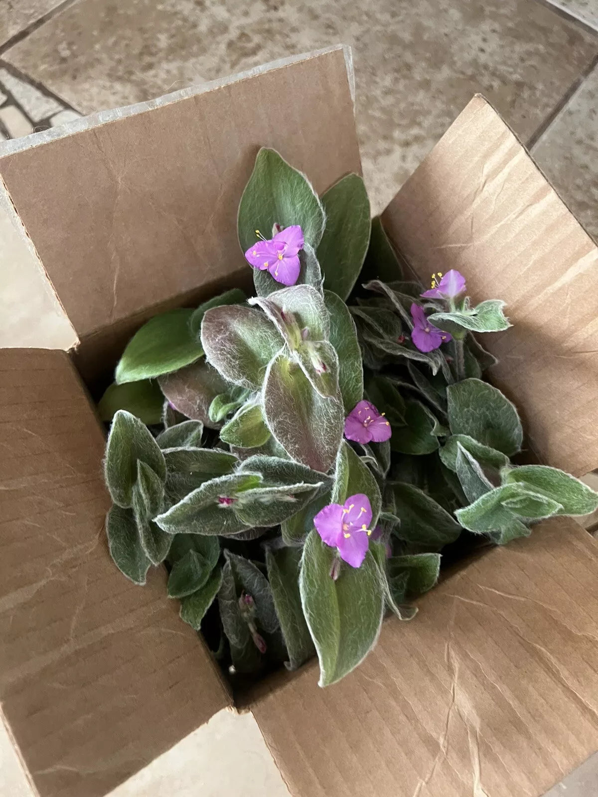 Cobweb Spiderwort Cuttings - 5 Live Plant Cuttings (Tradescantia sillamontana) - Easy Care, Beautiful Green Foliage