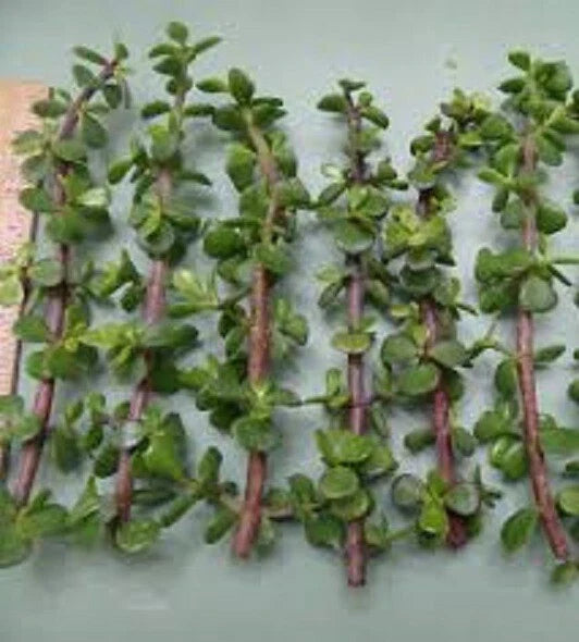 Dwarf Jade Cuttings 11 Pack Green/Red Stem Elephant Bush Portulacaria Afra Plant