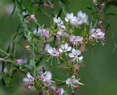 Gaura Bareroot Plant - 1 Bareroot - Gaura ibennis | Gaura longifolia - Perennial Flowering Plant for Gardens