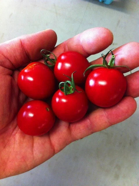Sugar Bomb Cherry Tomato Seeds - 100+ Heirloom Organic Non-GMO - Lycopersicon esculentum