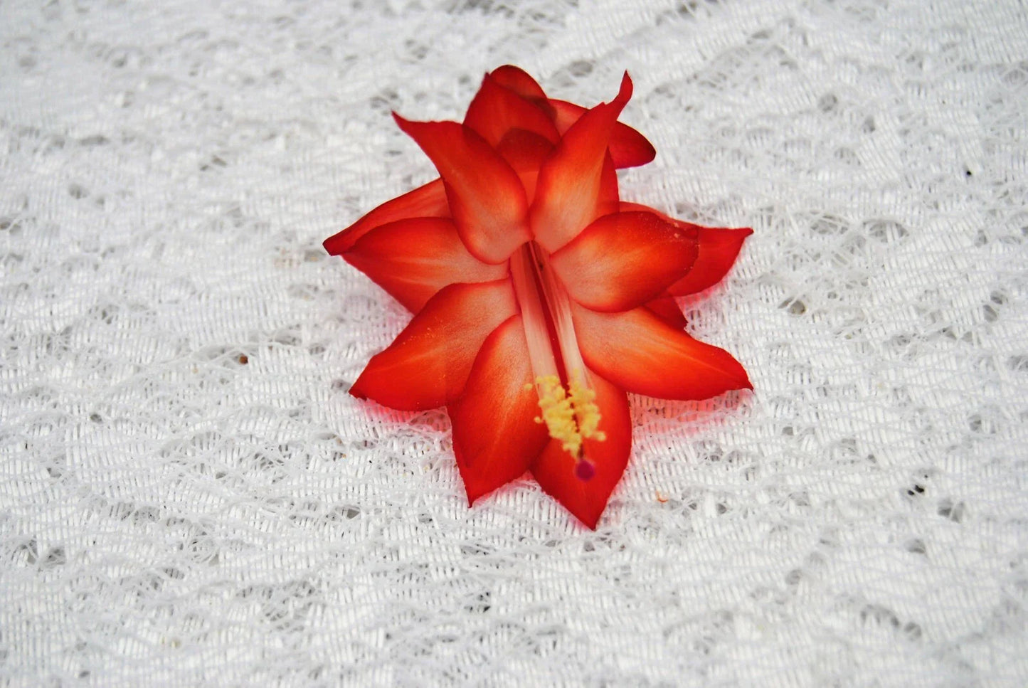 Christmas Cactus Starter Plant - Well Rooted Schlumbergera Truncata - Ara Brazil Variety