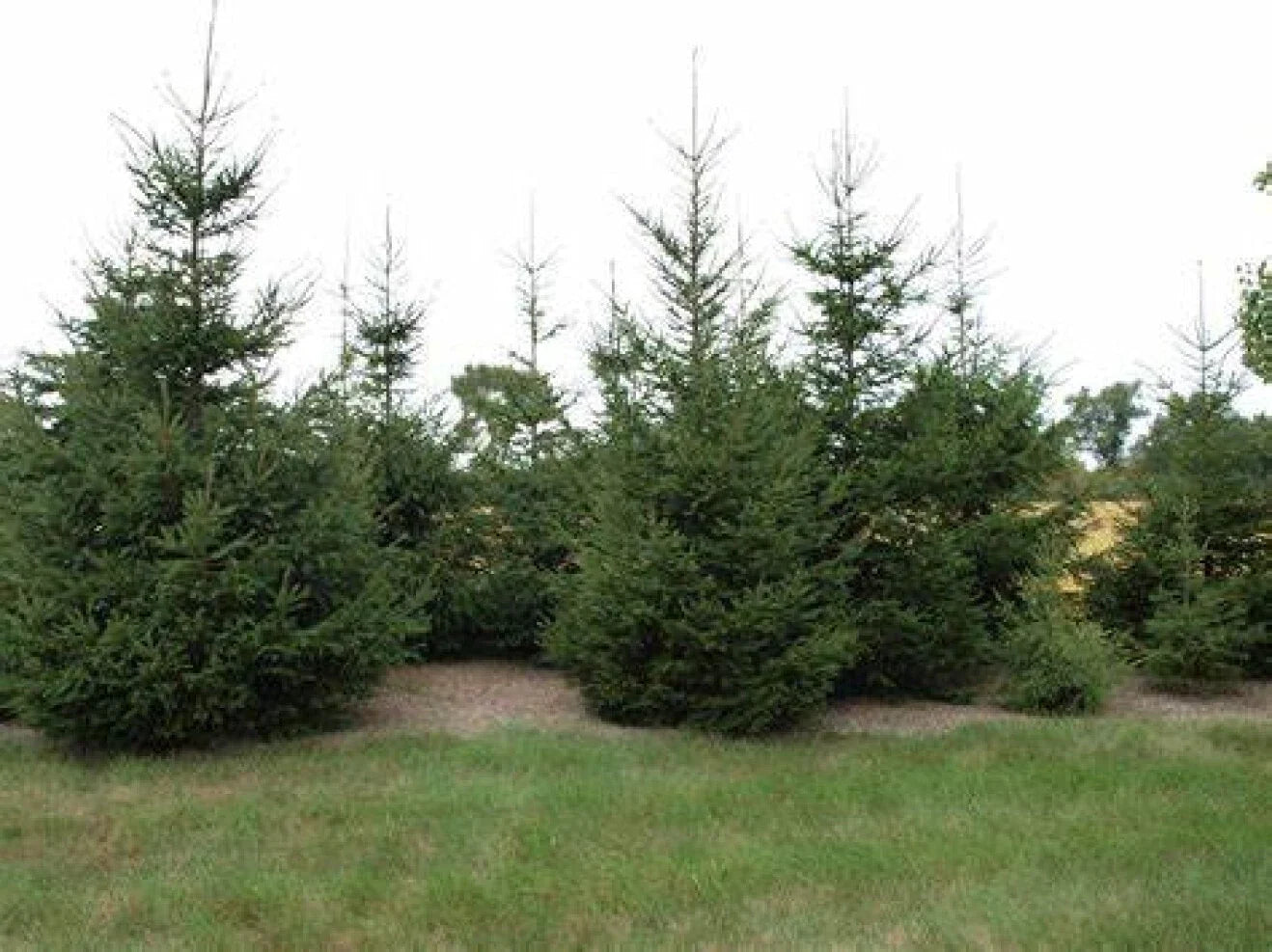 Live Bare Root European Spruce Tree 18-24 Inches Picea abies - Fast Delivery