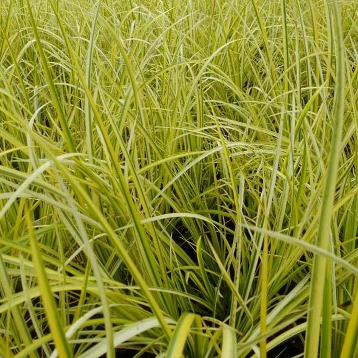 Live Cold Hardy Golden Sweet Flag Aquatic Marginal Pond Plant - Acorus gramineus 'Ogon' - Buy 2 Get 1 Free