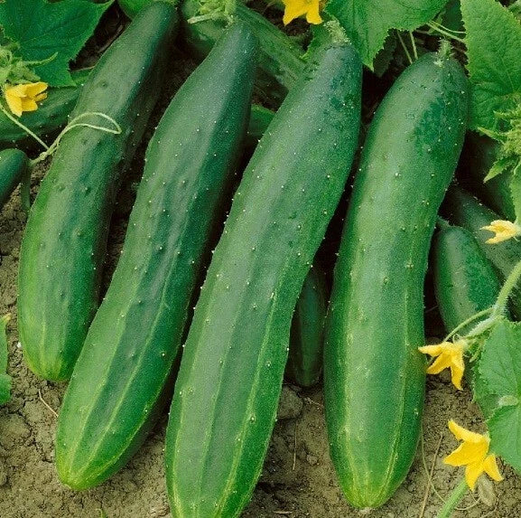 Cucumber Seeds - Heirloom Straight Eight - High Yield - 25 to 400 Seeds - Cucumis sativus