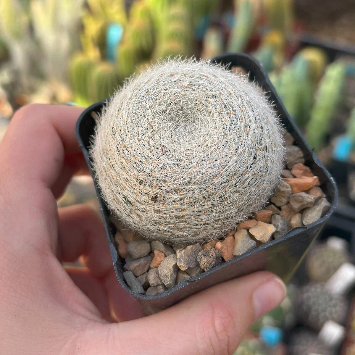 Live Rooted Cacti - Mammillaria lenta - Unique Succulent Plant for Home Decor