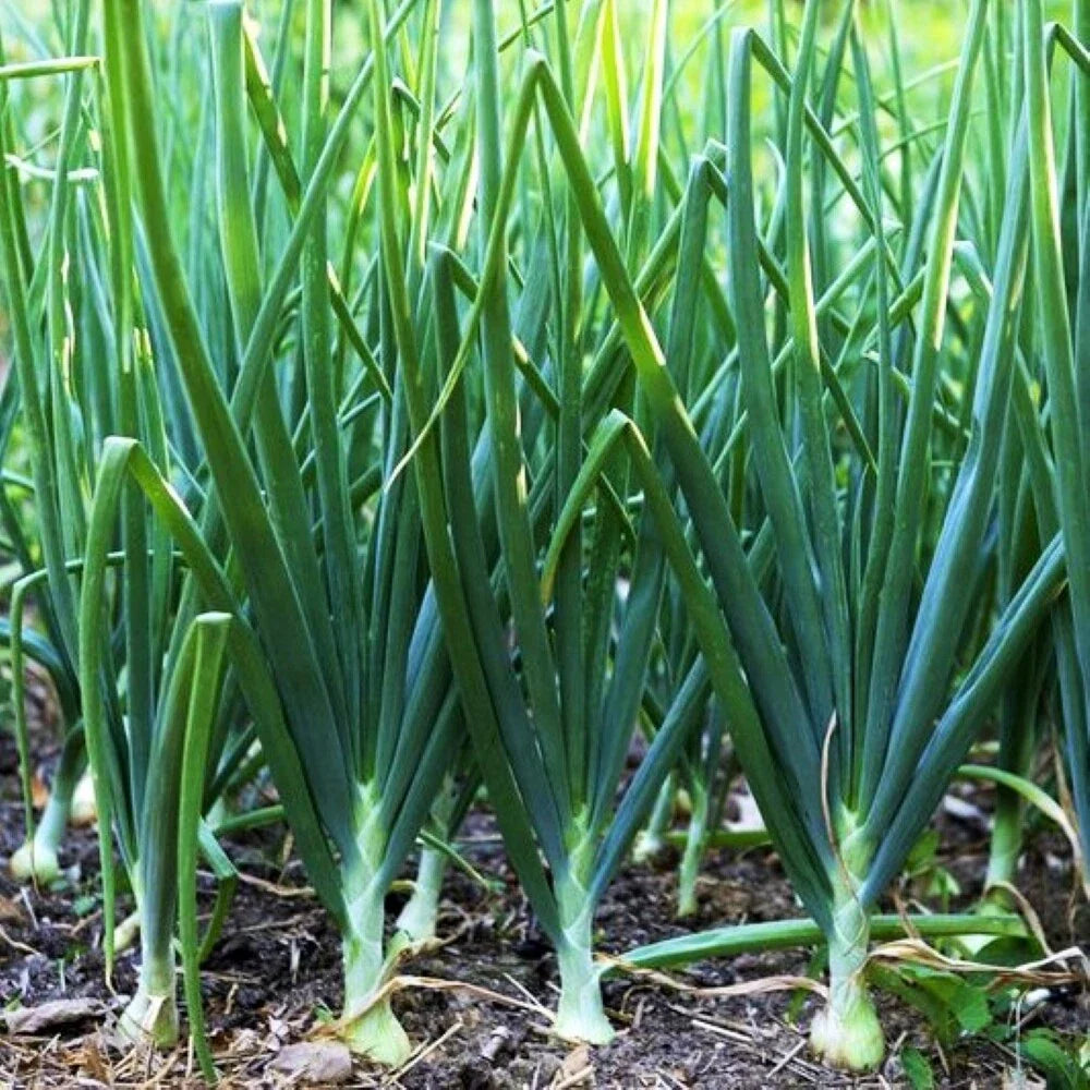 Tokyo Long White Scallion Seeds | Green Spring Onion Chives | Asian Vegetable Seeds | Allium fistulosum