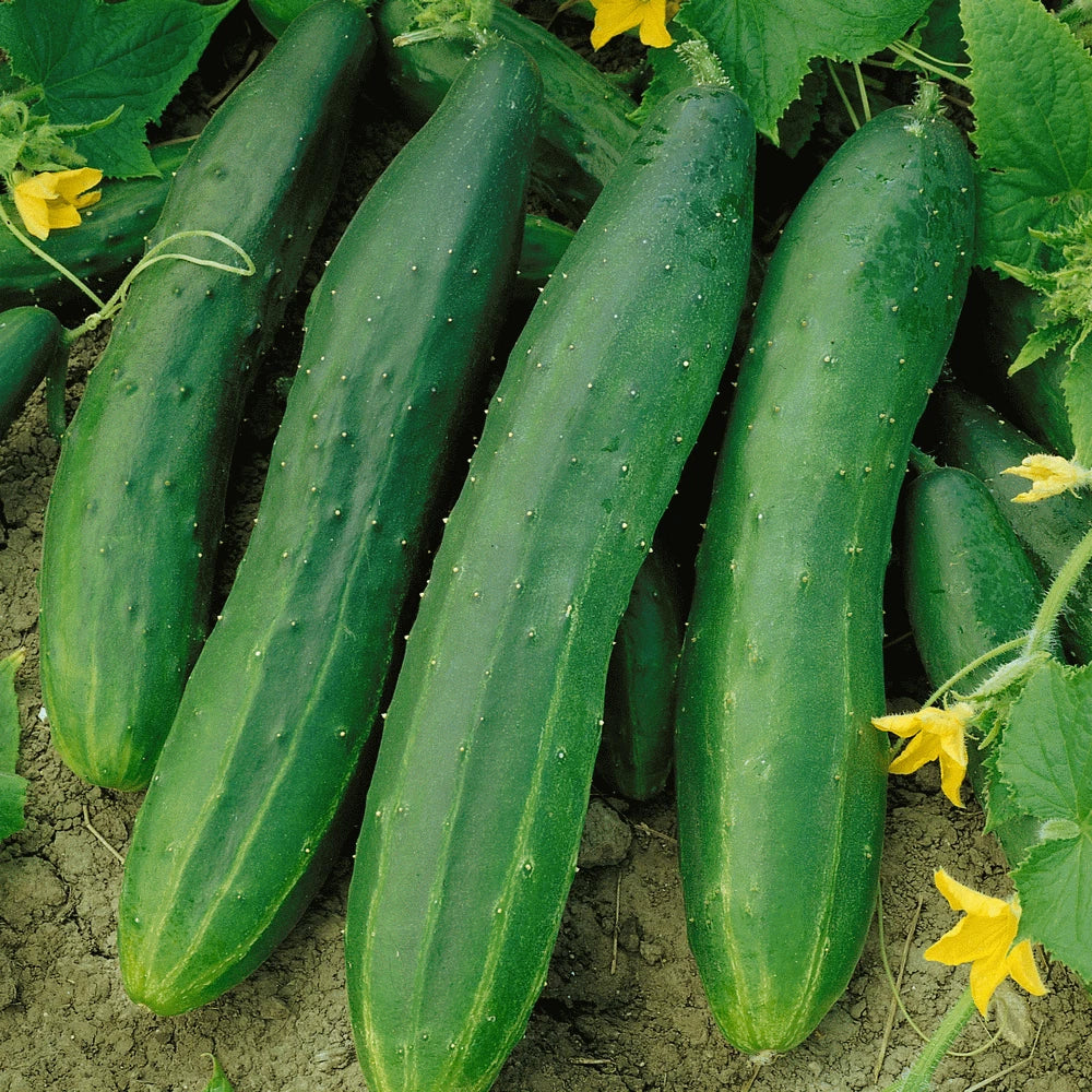 Straight Eight Cucumber Seeds | AAS Winner Slicing Variety | Fresh 2024 | Cucumis sativus