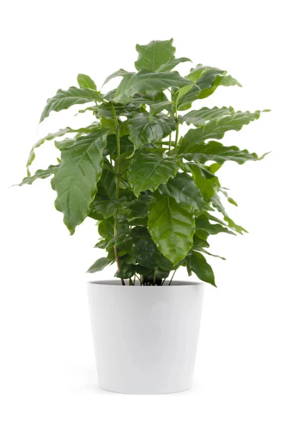 Rooted Arabica Coffee Plant Starter - Brew Your Own Coffee - Coffea arabica