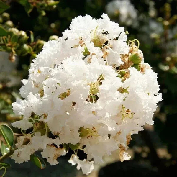 Super Rare Crape Myrtle Cuttings - 5 Rooting or Grafting Cuttings - Lagerstroemia indica 'Natchez'