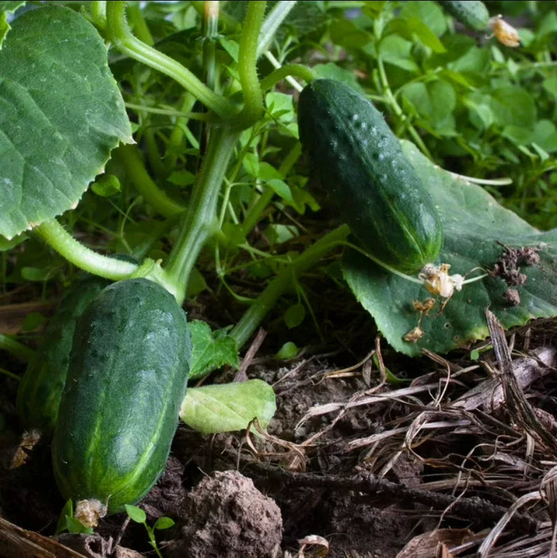 Cucumber Seeds - SPACEMASTER 80 - Non-GMO Fast Growing Vine - 100 Seeds - Cucumis sativus
