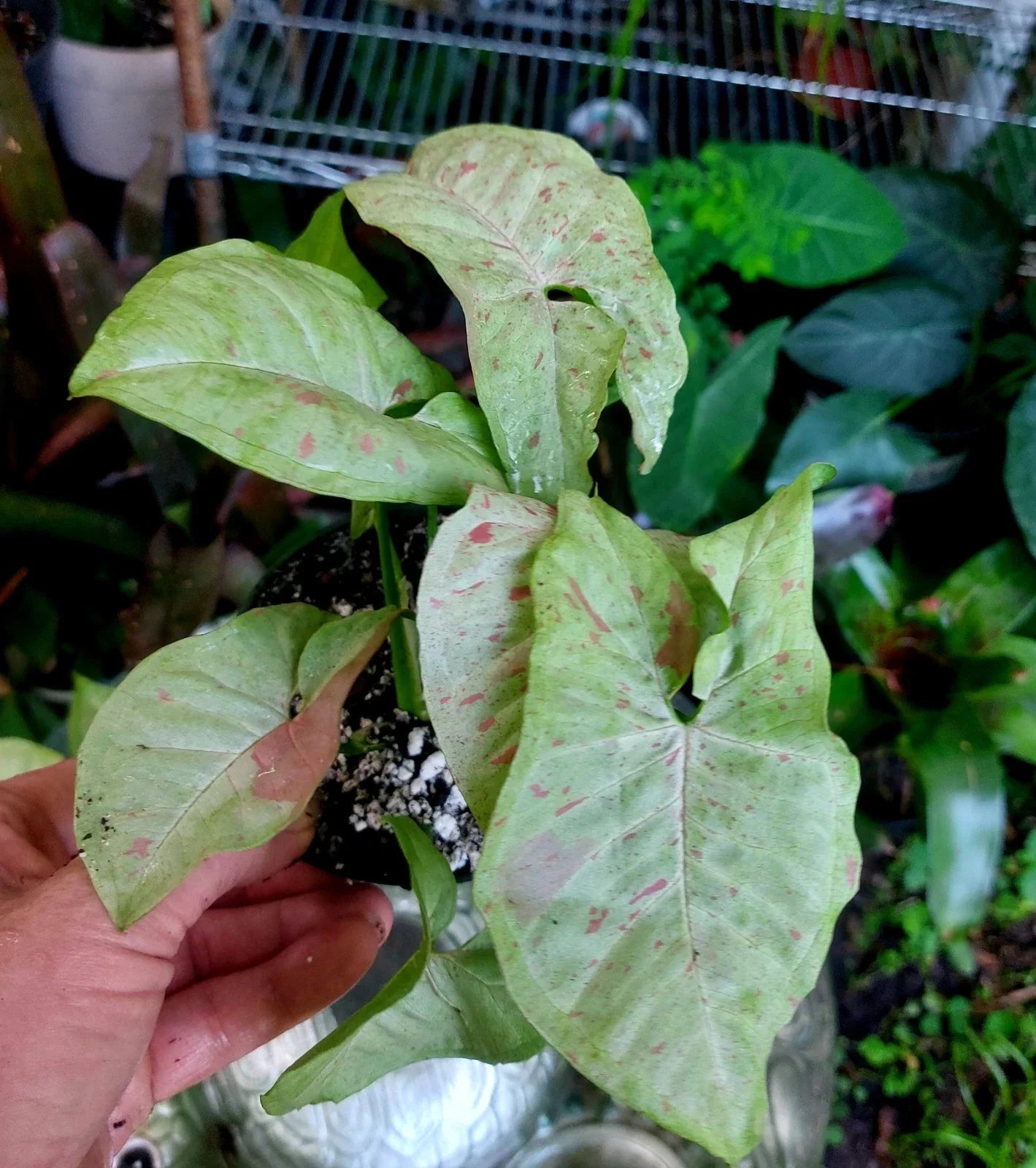 Confetti Syngonium Plant in 4” Pot | Healthy Rooted Houseplant | Syngonium podophyllum