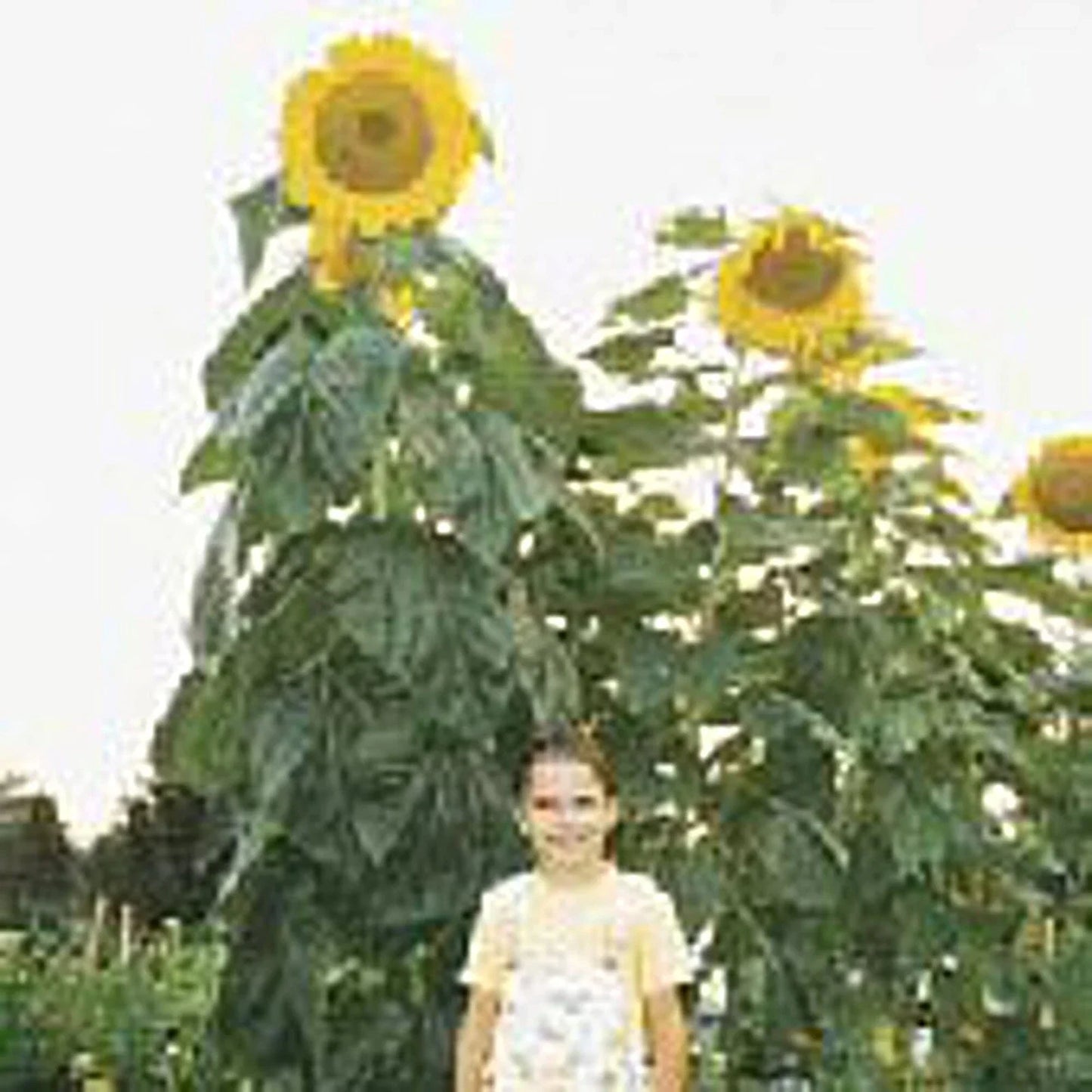 Sunflower Seeds Skyscraper 20+ Non-GMO | Helianthus annuus | Tall Varieties for Garden Planting