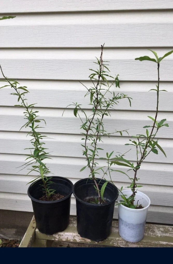 Dixieland Peach Tree Live Plant - Well Rooted - Prunus persica - Fruit Tree for Home Garden