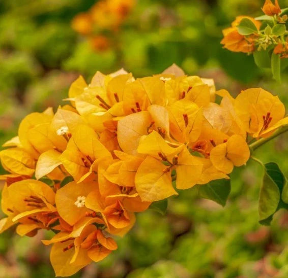 Gold Bougainvillea Plants Set of 2 - Well Rooted - 4-6in Tall - Bougainvillea spectabilis