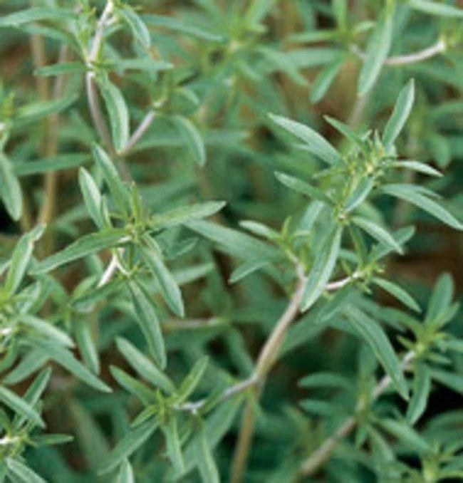 Summer Savory Herb Seeds - 500+ Fresh Seeds - Satureja hortensis - Culinary Herb for Cooking and Gardening