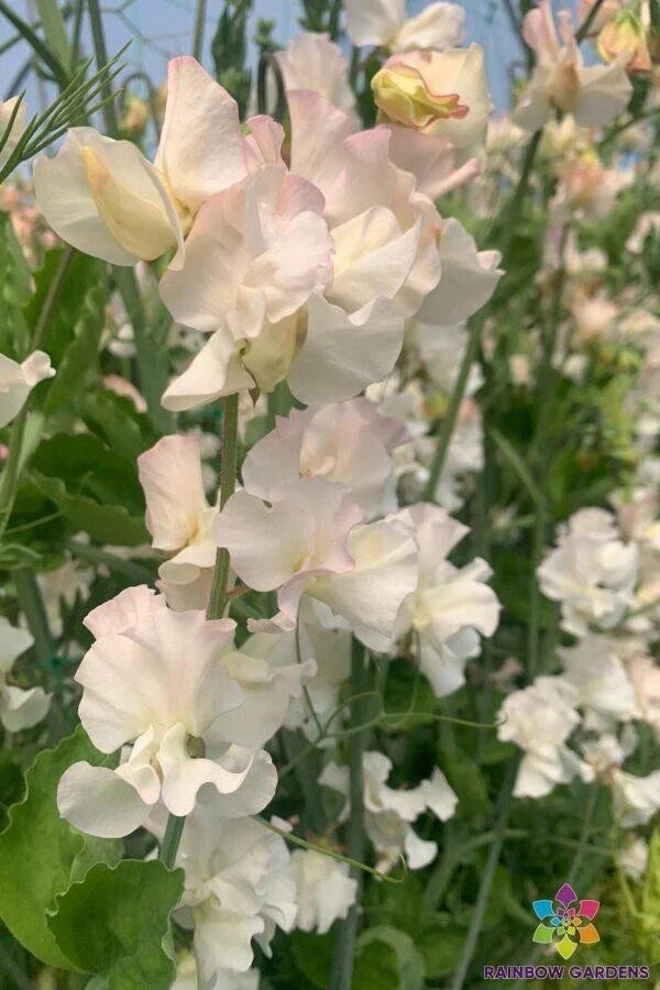 Sweet Pea 50 Seeds - Piggy Sue Variety - Garden Planting - USA Grown
