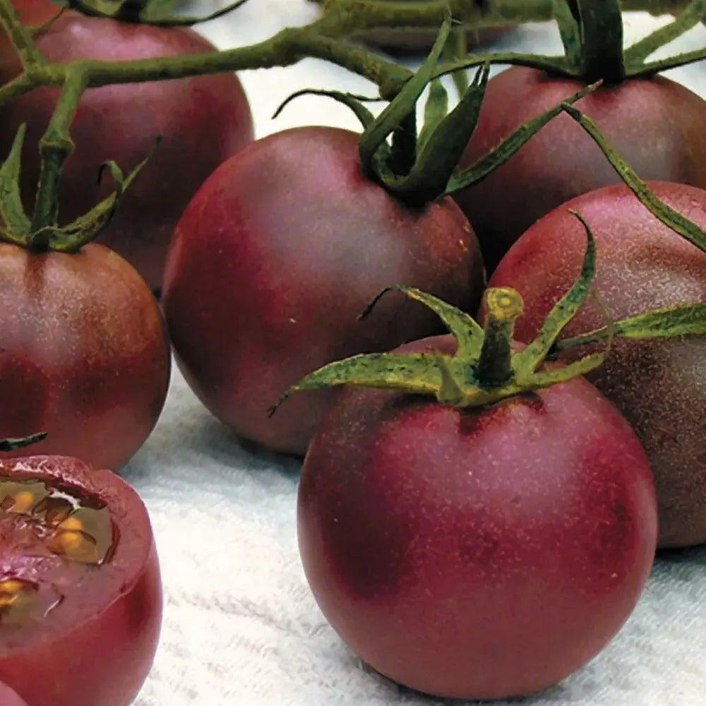 Chocolate Cherry Tomato Seeds - 30+ Heirloom Organic Super Sweet - Rare Variety - Perfect for Home Gardening