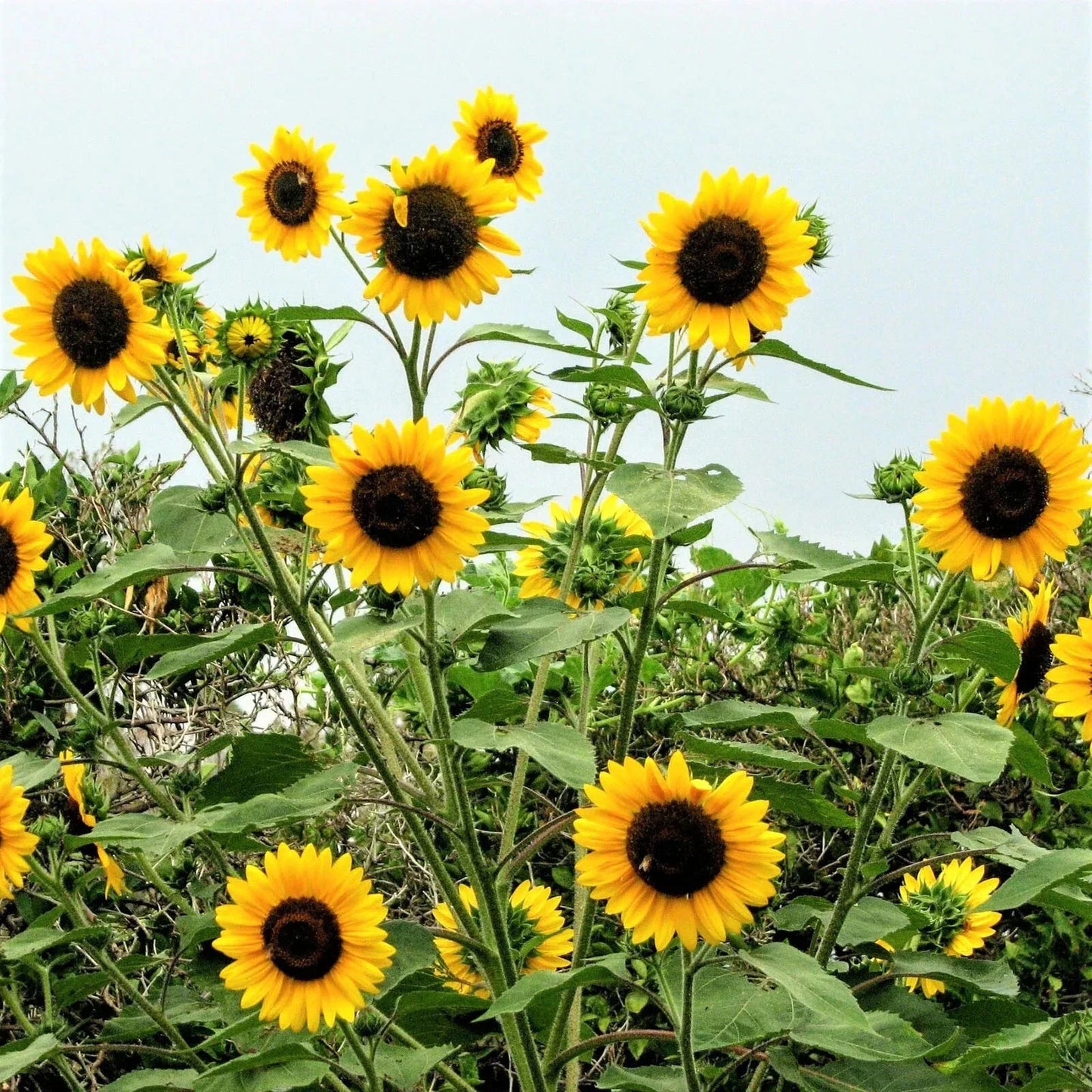 Sunflower Seeds - Henry Wilde Yellow - Multiple Blooms - Attracts Birds, Bees & Butterflies - 100 Seeds