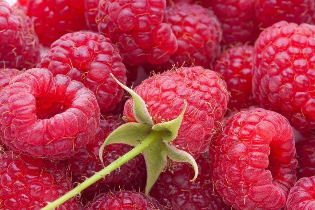 Everbearing Heritage Raspberry Cuttings - 10 Thin Unrooted Cuttings - Rubus idaeus