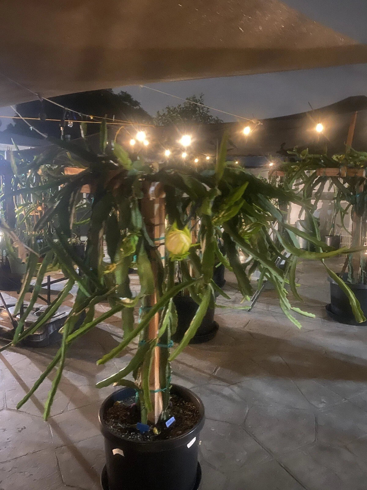 Dragon Fruit Cuttings 8-10 inches Long, Pitaya Variety, Hylocereus undatus - 12 Pack for Planting and Propagation