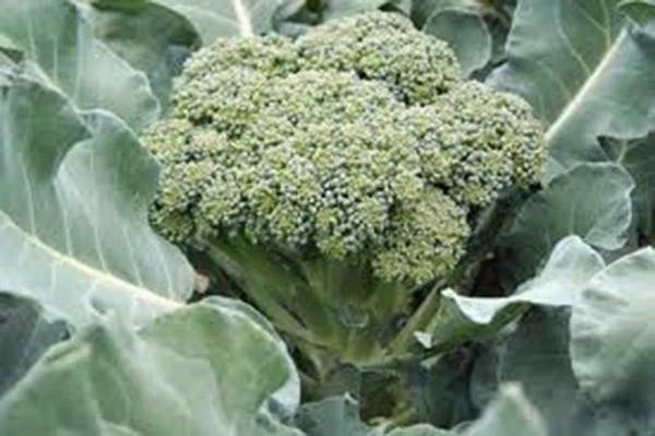 Broccoli Seeds - Waltham 29 Heirloom Variety - 100+ Seeds - Delicious & Healthy (Brassica oleracea)