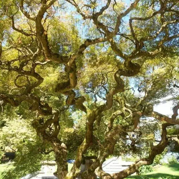 Corkscrew Willow Tree Cuttings Unrooted Set of 10 - Salix matsudana
