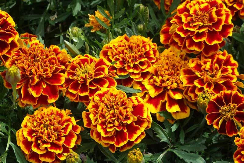 Colossus Red Gold Marigold Seeds - 25+ Pack - Garden Planting - Tagetes erecta - USA