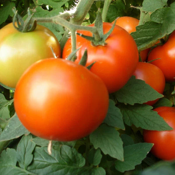 Early Girl Tomato Seeds | F1 Hybrid | Non-GMO | Heirloom Variety | Lycopersicon esculentum