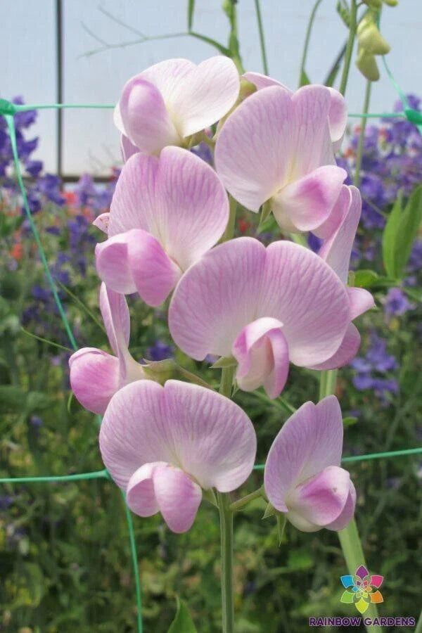 Lathyrus latifolius 'Blushing Bride' Sweet Pea Seeds - 50+ Seeds for Garden Planting - Heirloom Perennial Flower Seeds