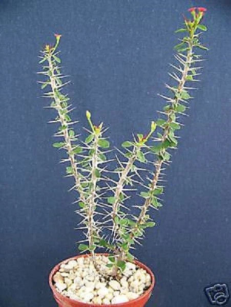 Euphorbia guillemetii Hybrid Succulent Plant in 4" Pot - Rare Varietal, Unique Texture, Drought-Tolerant Houseplant