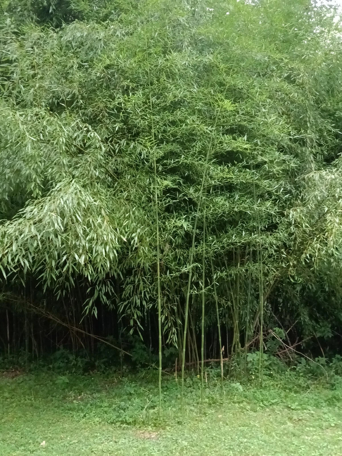 Mosso Bamboo Roots - 2 Free Pieces - Plantable All Year - Spring SA - Perfect for Gardens and Landscaping