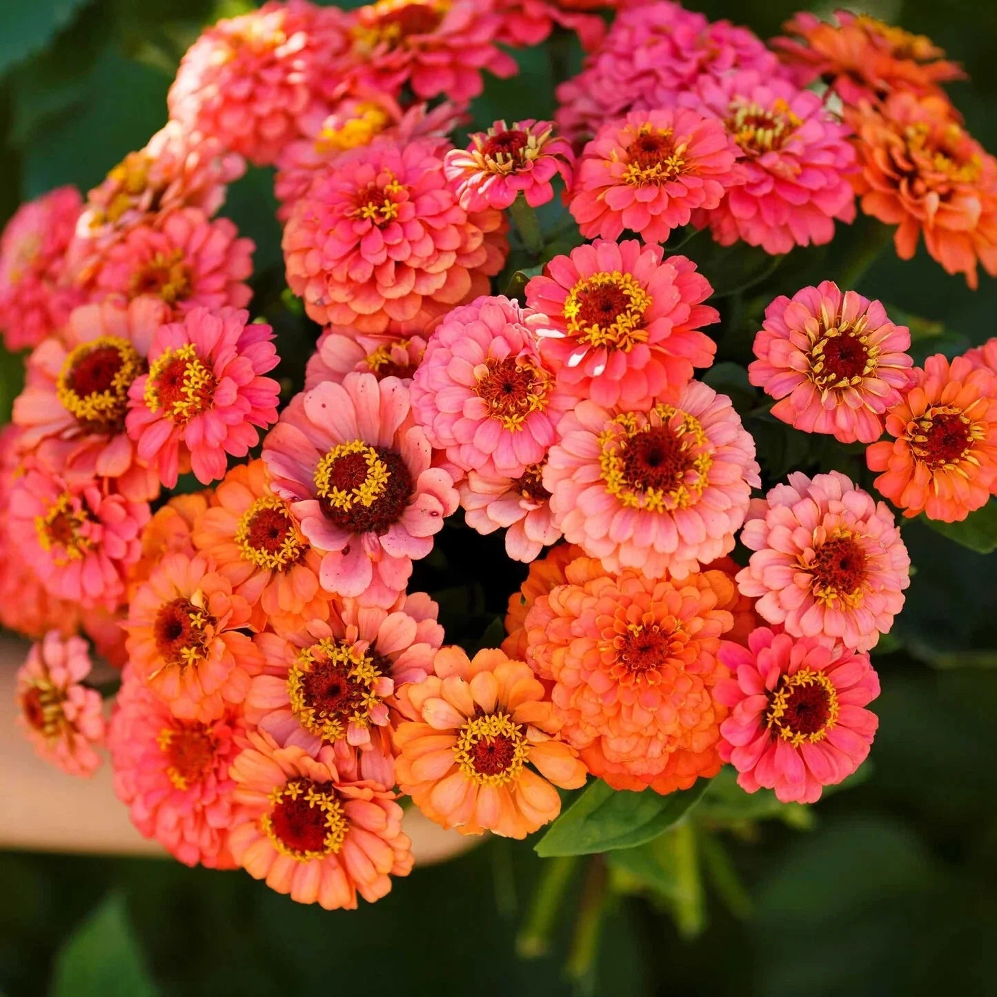 Pumila Salmon Zinnia Seeds - 100+ Pack for Garden Planting - Zinnia elegans - USA Grown - Free Shipping