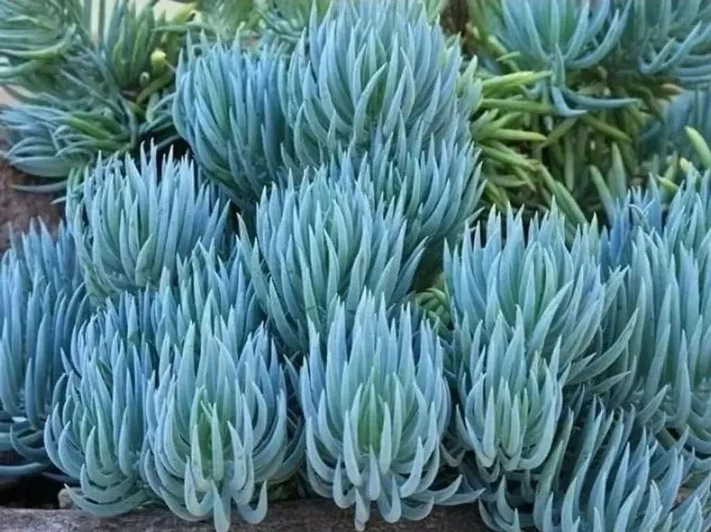 Senecio Mandraliscae Blue Chalk Sticks Succulent Plant Cuttings - 6 Healthy Cuttings for Easy Propagation