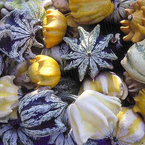 Ten Commandments Gourd Seeds - 40+ Fresh Seeds - Unique Decorative Gourd Variety (Cucurbita pepo)