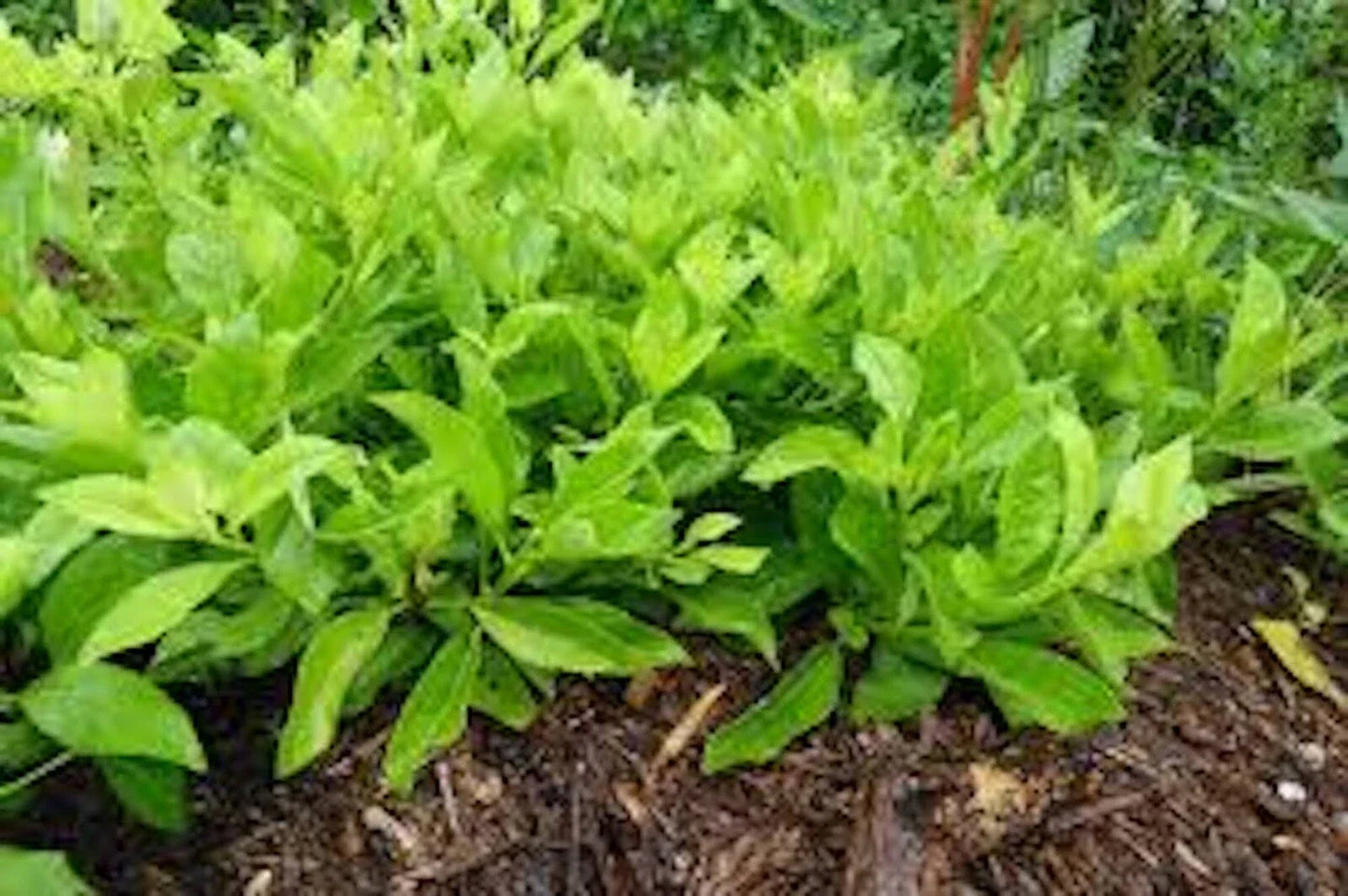 Longevity Spinach Starter Plants - 3 Pack - Gynura Procumbens - Perennial Edible Green - Tropical Vegetable for Indoor/Outdoor