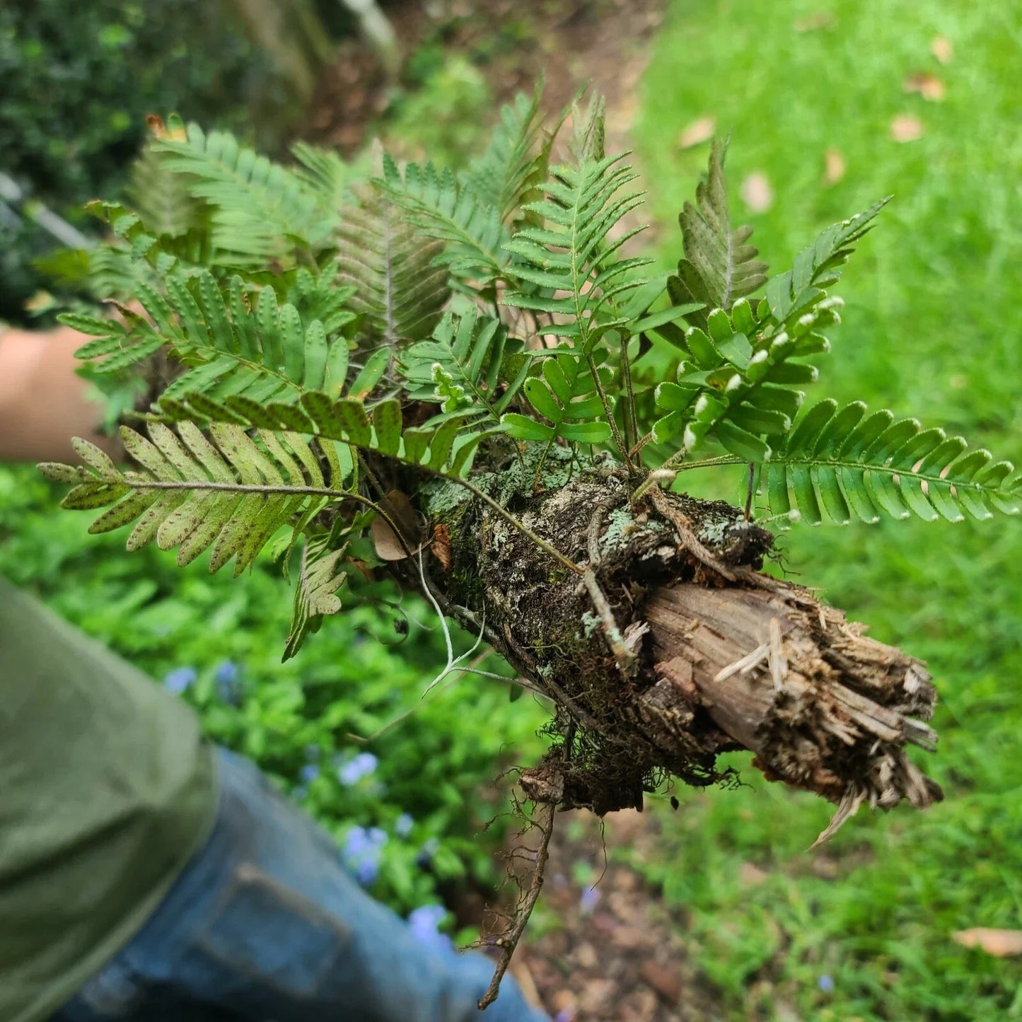 Live Resurrection Fern Plant on Stick Terrarium (Pleopeltis polypodioides)