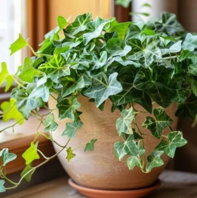 English Ivy Live Plant - 1 Pot (2 Plants) - Fast-Growing Trailing Vine - Hedera helix