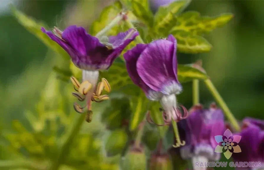 Conny Broe Geranium Seeds - 25+ Pack for Garden Planting - Pelargonium x hortorum - USA