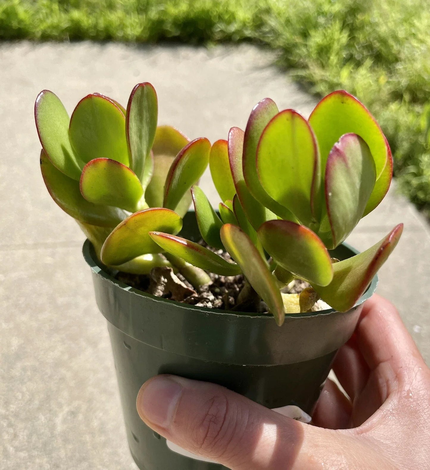 Live Succulent Plant - Jade Crosby Cutting, 3.5" - Crassula ovata