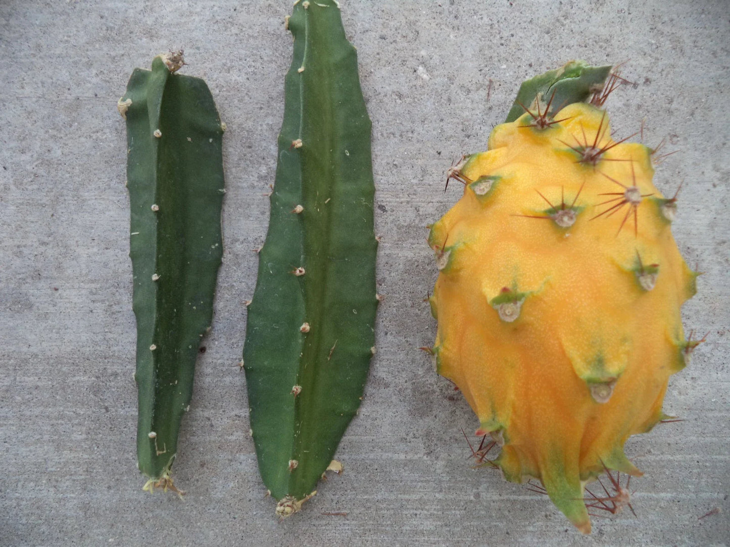 Yellow Dragon Fruit Cutting - Palora Variety - Fresh 3"-4" Plant - Hylocereus undatus