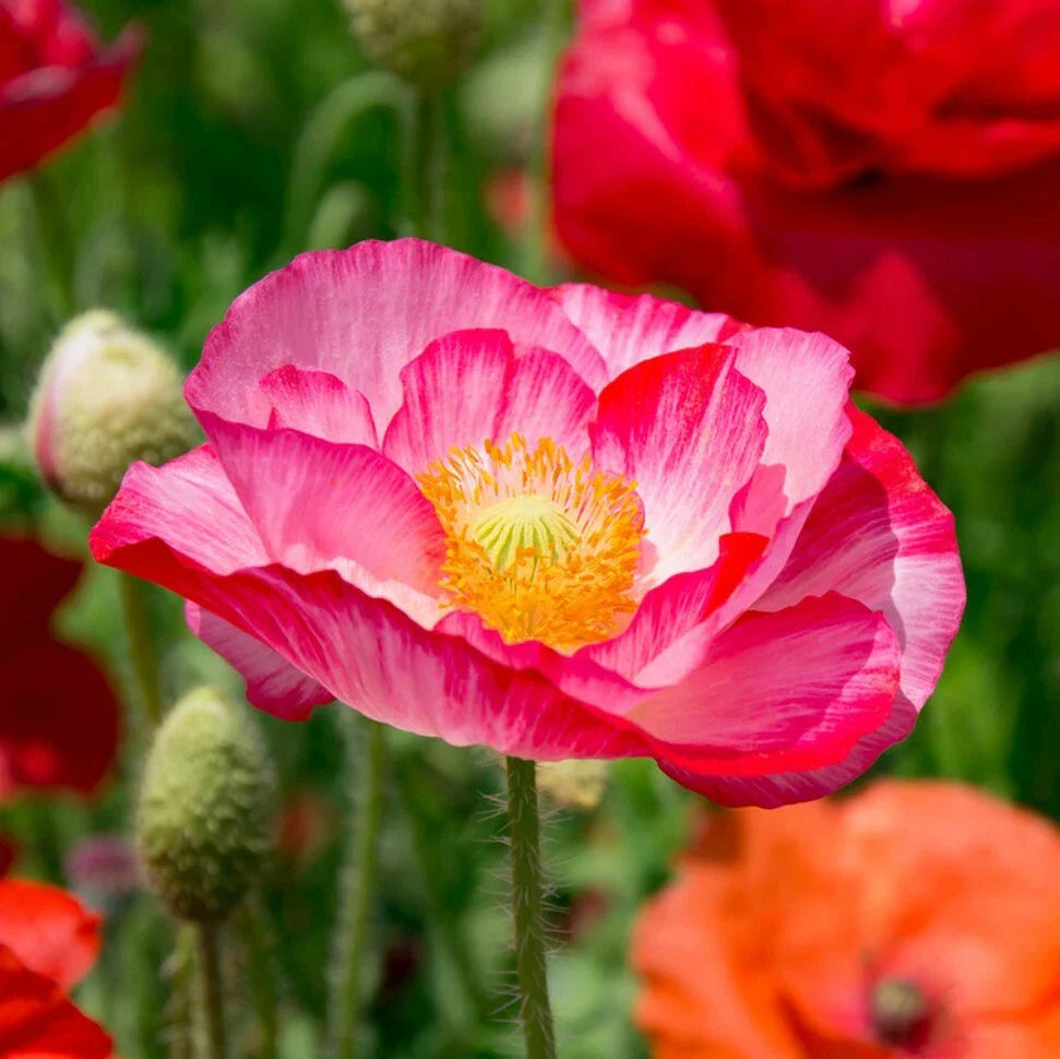 Double Mix Shirley Poppy Seeds | Pink Red English Wildflower Seeds | Papaver rhoeas