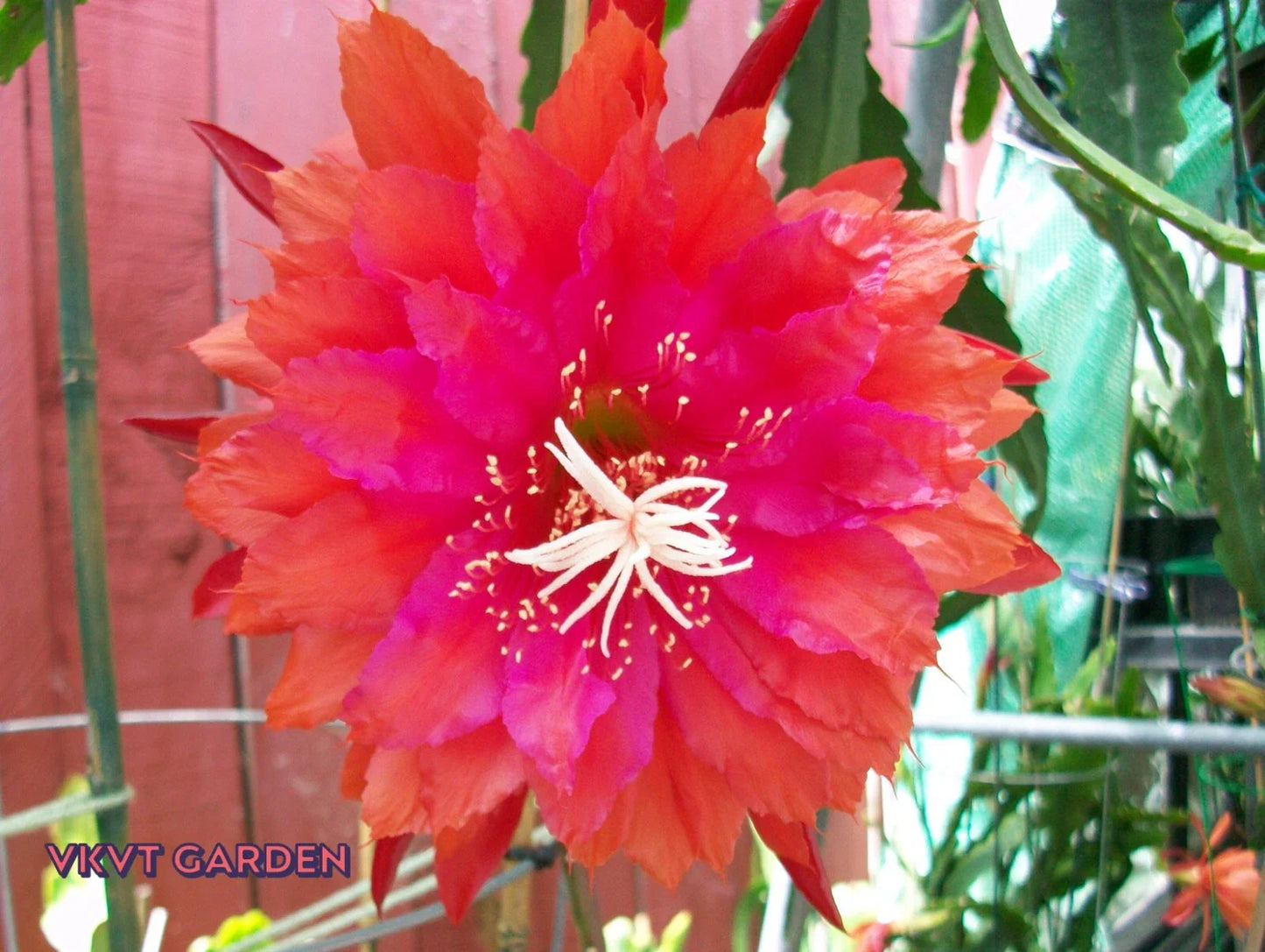 Epiphyllum Orchid Cactus Cutting "PRICELESS" Rare Variety - Unique Houseplant, Epiphyllum Oxypetalum