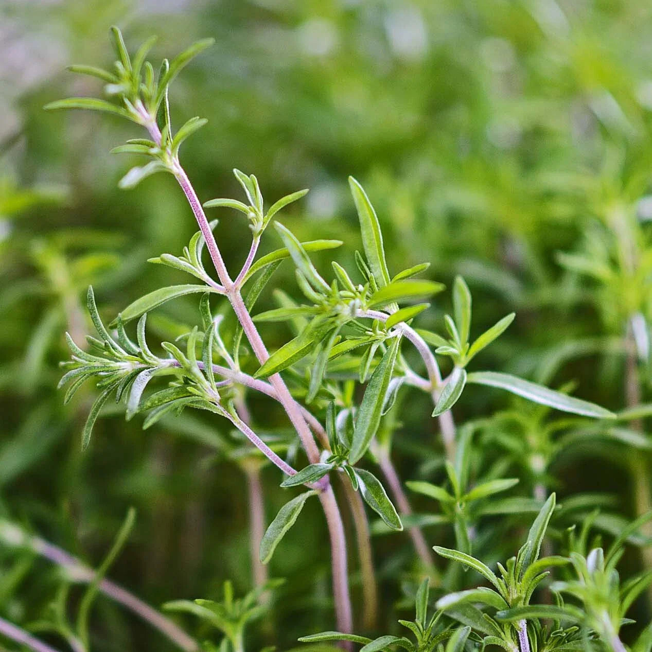 Summer Savory Herb Seeds - 200 Heirloom Seeds - Healthy Green Annual Perennial (Satureja hortensis)