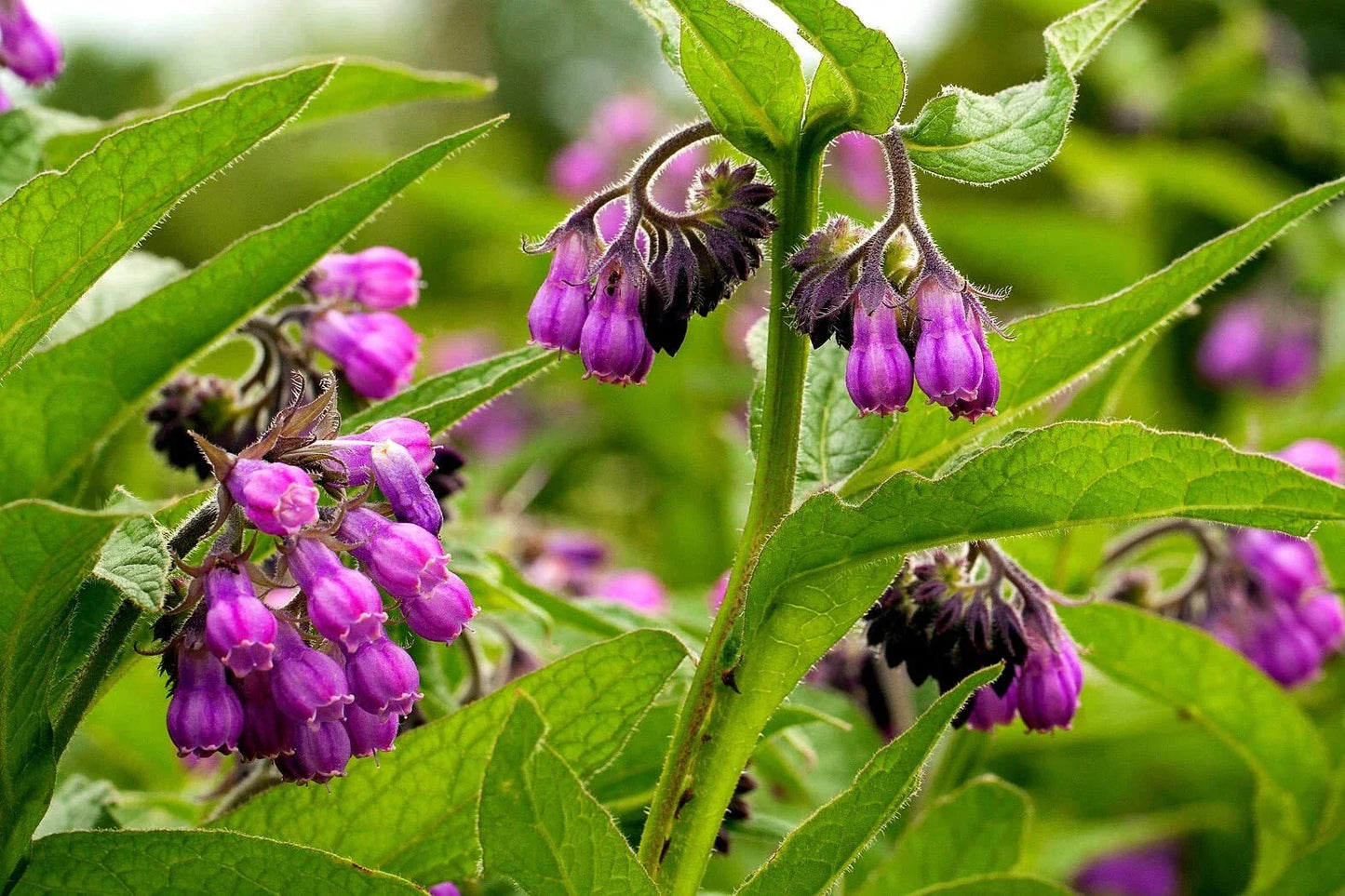 True Comfrey Seeds 30 Pack Non-GMO Heirloom Symphytum officinale Made in USA