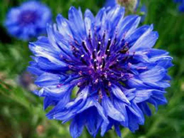 Dwarf Blue Bachelor Button Seeds - 100 Count - Beautiful Border Flower - Centaurea cyanus