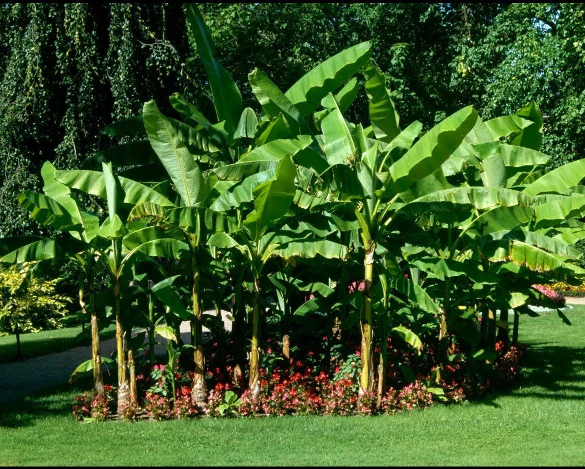 Cold Hardy Banana Tree Starter Plant - Small Rooted Musa - Live Tropical Plant for Home and Garden Decor