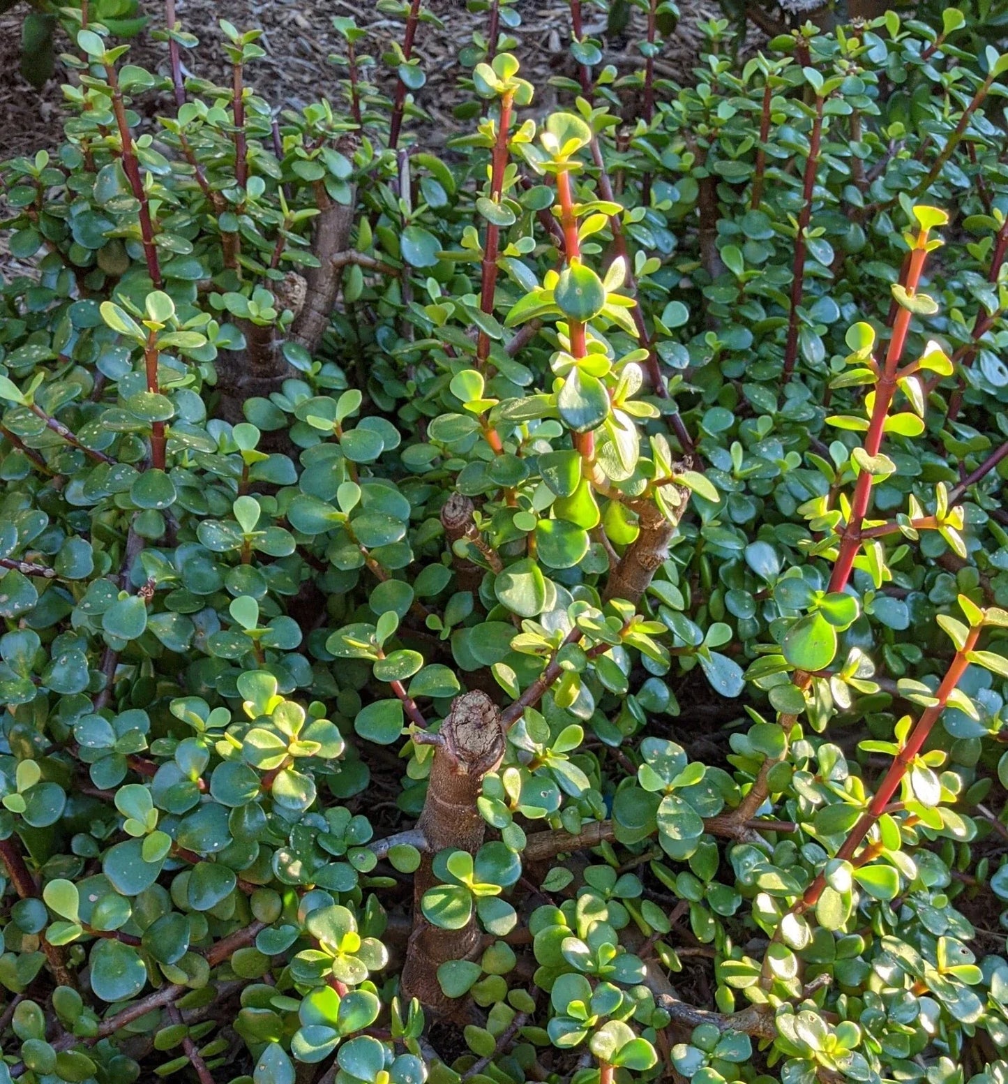 10 Cuttings 6" Portulacaria Afra Elephant Bush Succulent, Dwarf Jade Cactus, Easy Care Houseplant